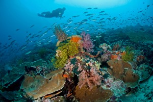 Reef Scenic w/ Diver - MR